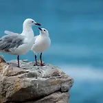 דירה Gaviota Krk