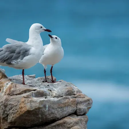 Lejlighed Gaviota Krk